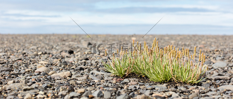 生长在黑沙上的植物 - 冰岛