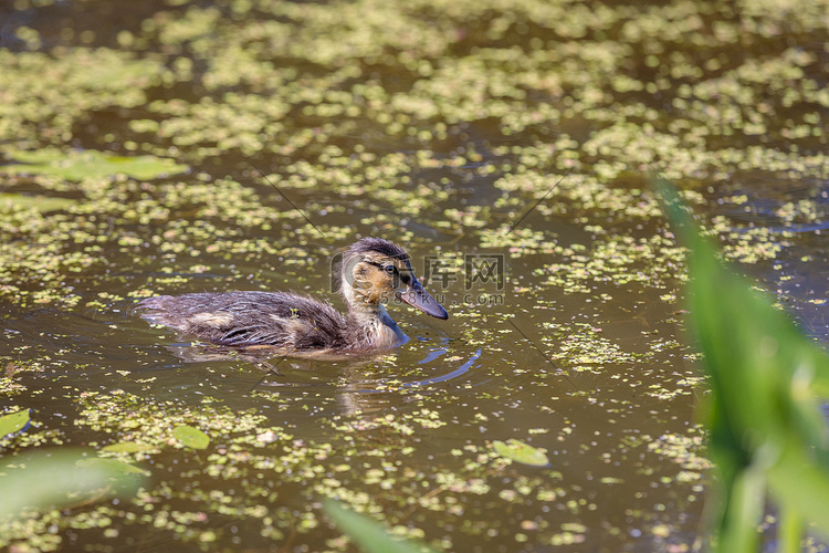 白天，小鸭子在鸭子的监督下在池