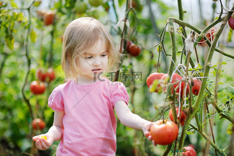 在花园里摘西红柿的可爱女孩