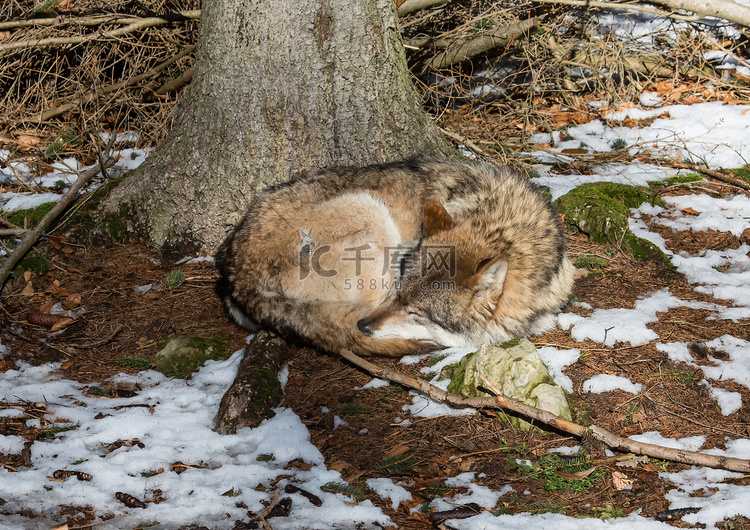 德国鹿园冬季的一只狼（犬红斑狼