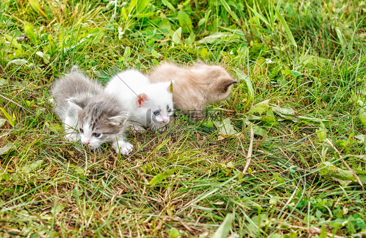 三只小猫在草地上行走