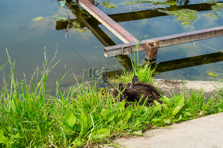 两只小鸭子坐在河边的绿草地上