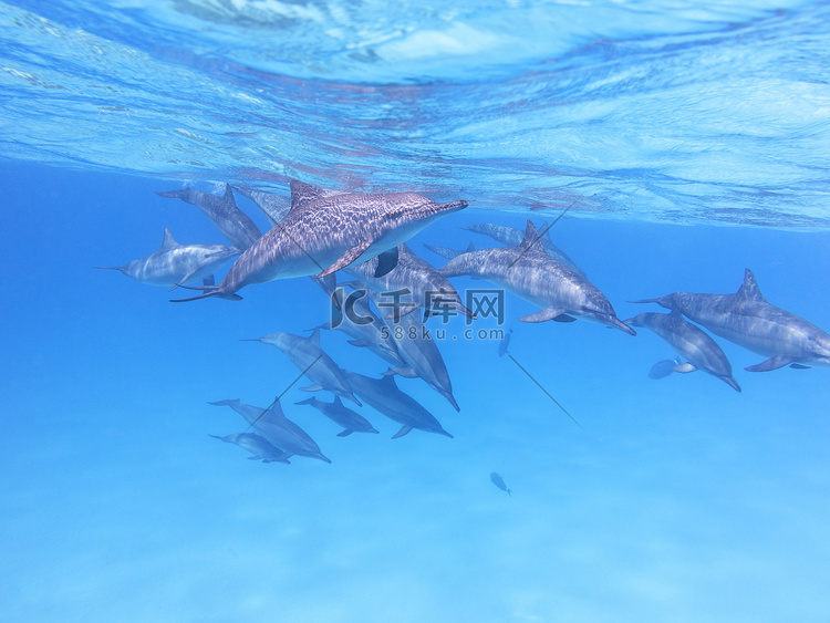 热带海洋中的海豚群，水下