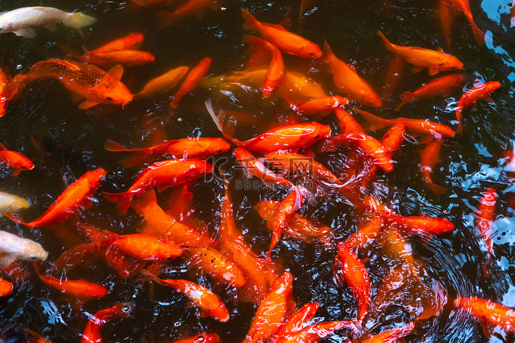 池塘里有一群日本红鲤鱼。