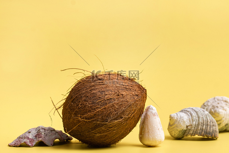 黄色背景中的整个椰子和贝壳。海