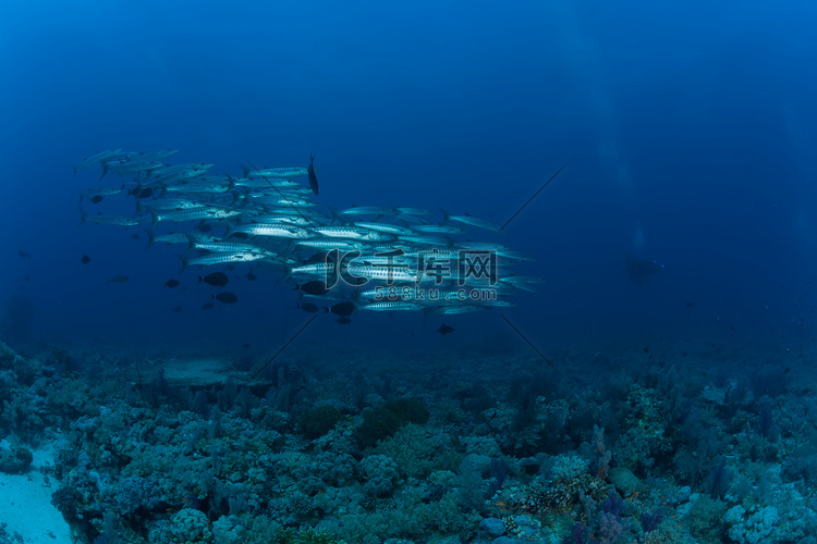 梭鱼水下图片苏丹红海潜水探险