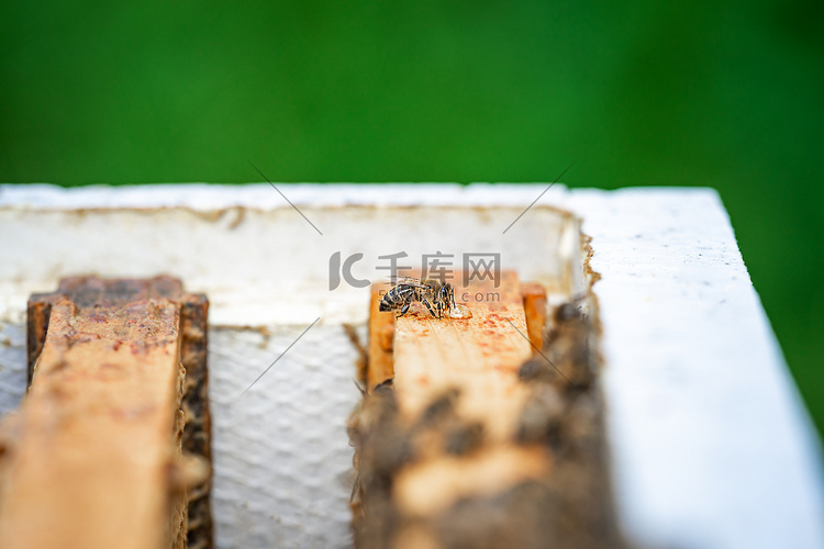 蜜蜂在蜂巢中吮吸花蜜