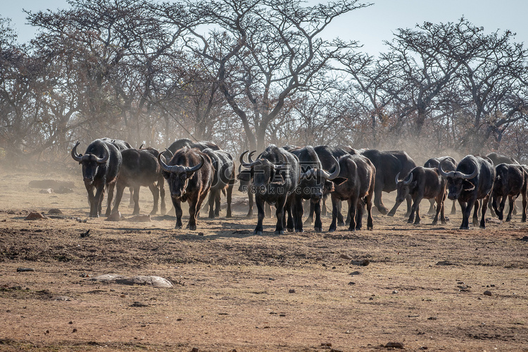 开阔平原上的大群非洲水牛。