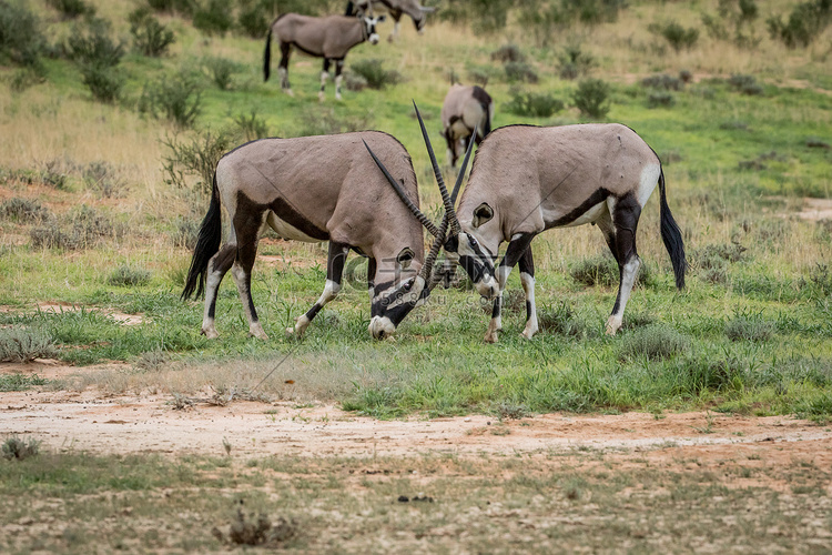 两只大羚羊在草地上打斗。
