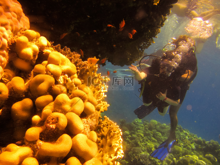 女潜水员探索埃及红海的珊瑚礁。