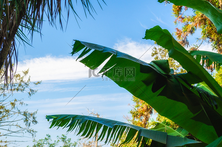 热带背景棕榈叶映衬着天空和云彩