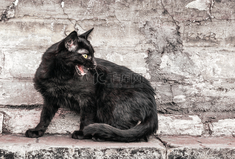 咄咄逼人的愤怒黑猫坐在一座老房
