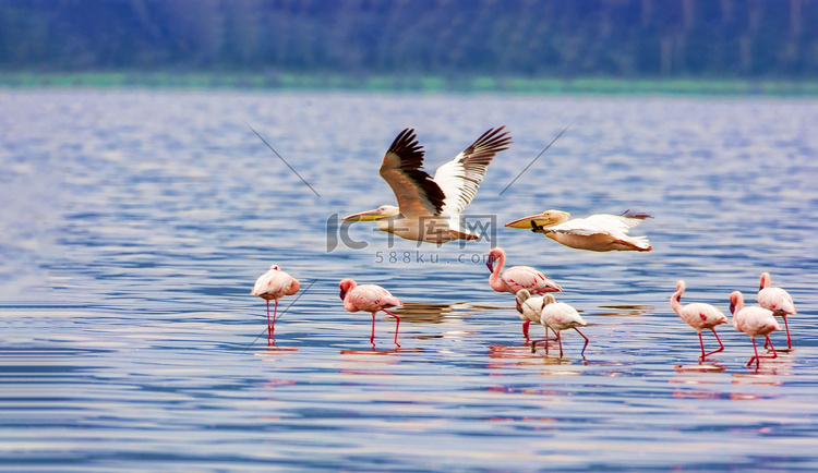 各种粉红色火烈鸟，肯尼亚国家公