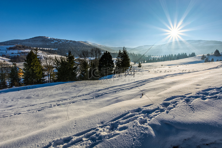 高山多雪的草地上的云杉林