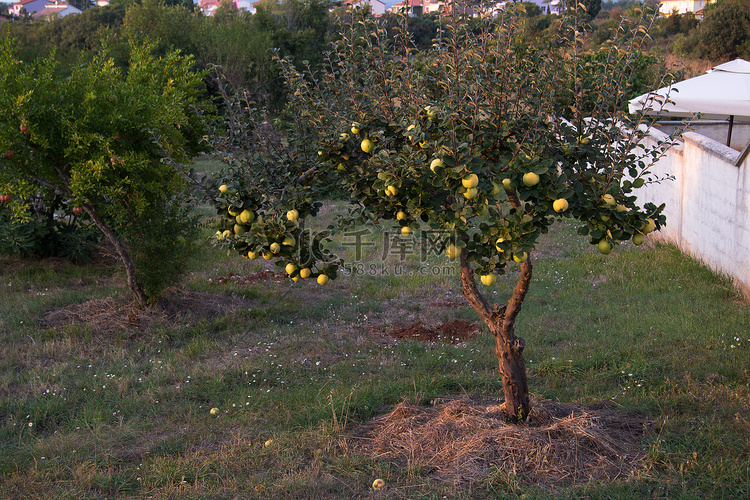 夏季日落花园树上新鲜成熟的青苹