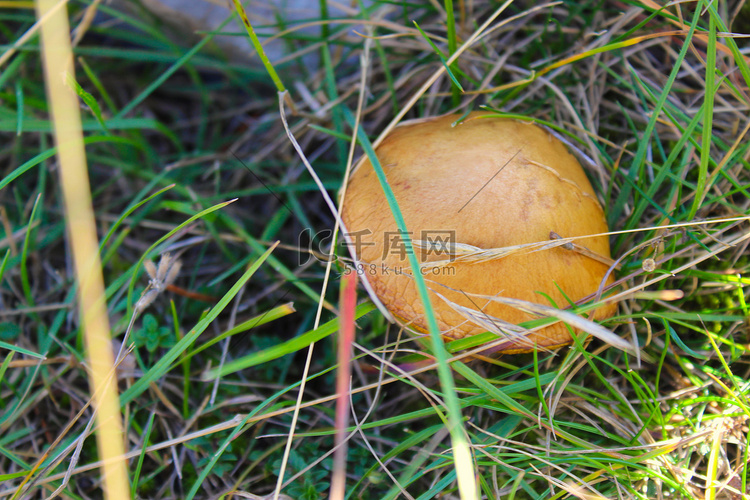 一种长在草丛中的棕色蘑菇。