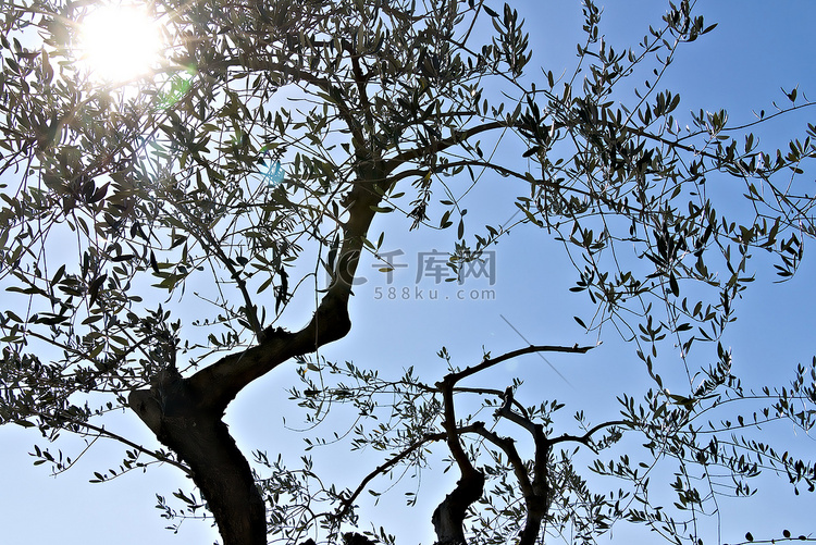 天空背景下的橄榄树......