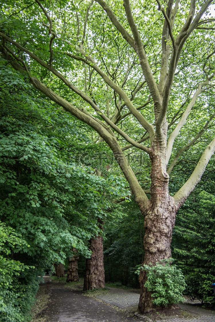 维滕城市公园里多节的绿叶树