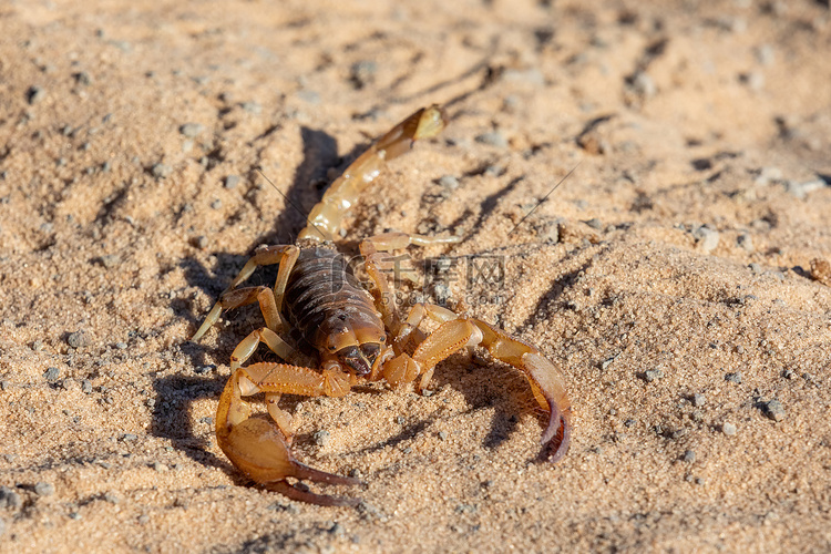 走在博茨瓦纳沙地的蝎子，非洲野