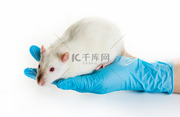 戴着医用手套的手握着一只老鼠