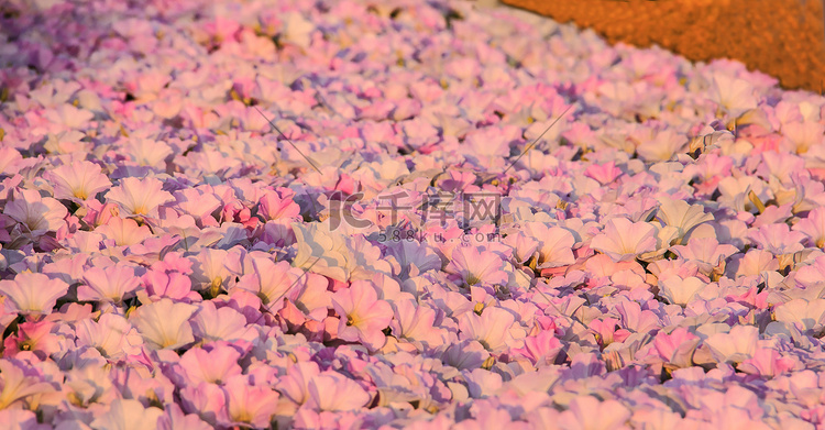 粉红色紫色牵牛花花、空心菜、图