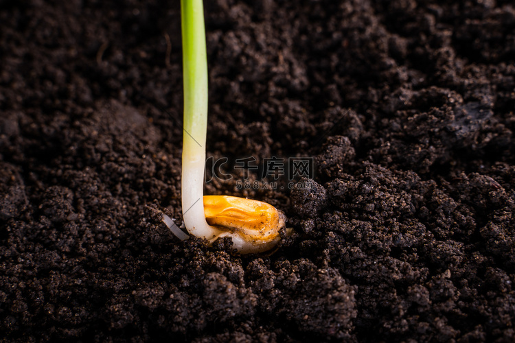 发芽的玉米种子特写在地上。