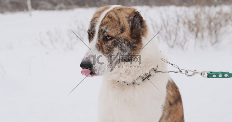 阿拉拜大狗，一种中亚牧羊犬，冬