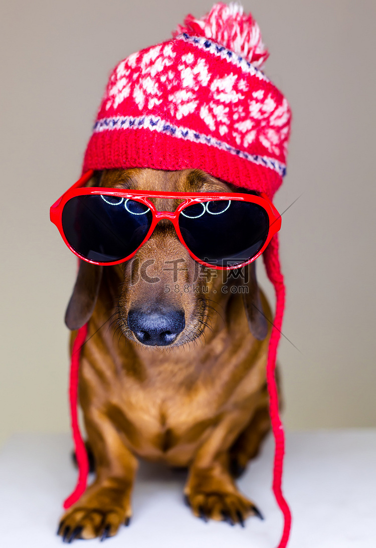 戴着红色帽子和眼镜的狗