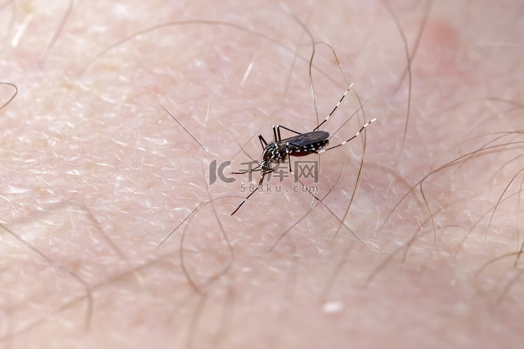 亚洲虎蚊在人体皮肤上吸血（白纹