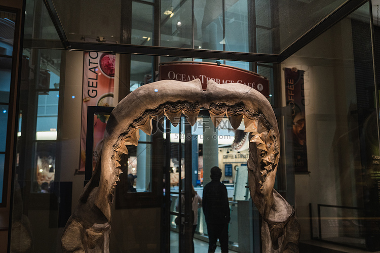 史密森尼巨齿鲨颌骨复制品
