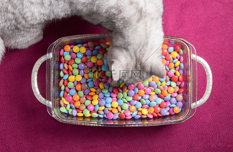 好奇的小猫看着多彩多姿的圆形糖