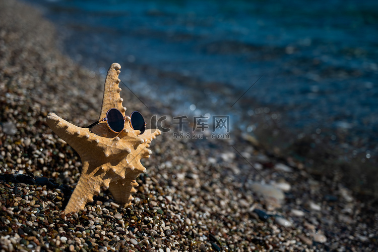 海边圆石滩上戴着太阳镜的海星。