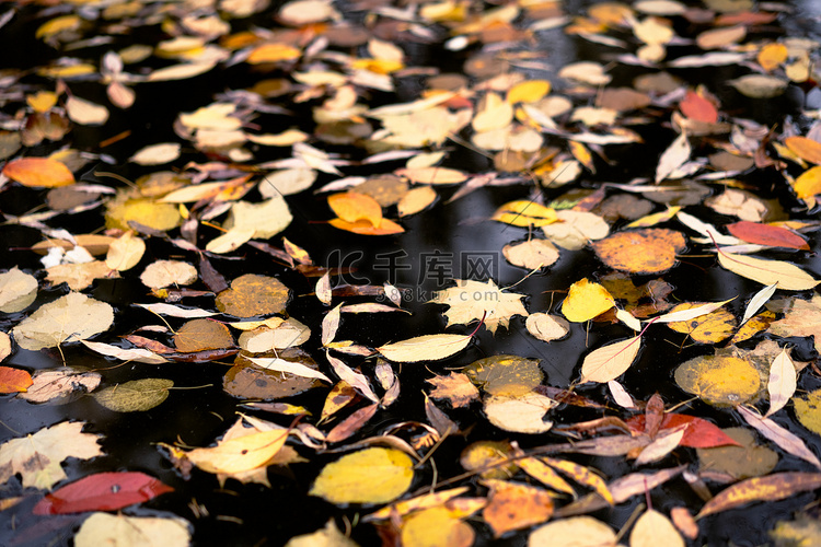 秋天的树叶漂浮在平静的池塘水面