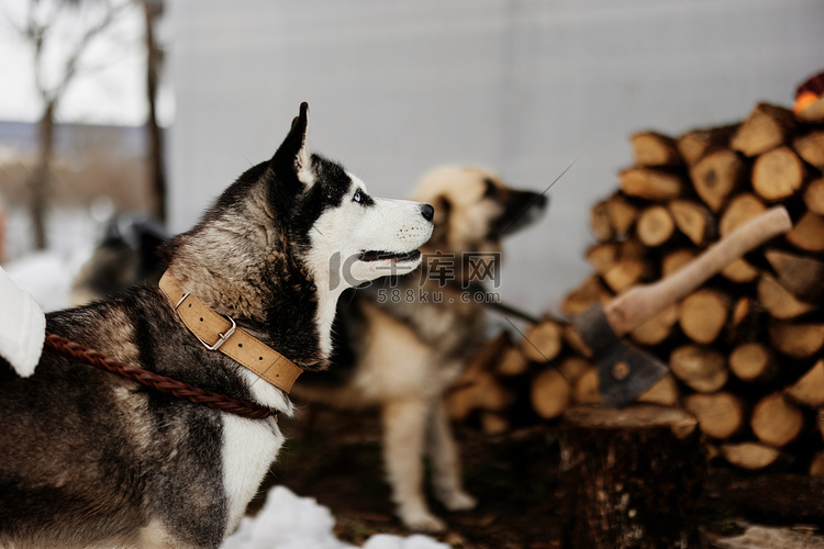 冬季大自然中两只纯种狗在户外