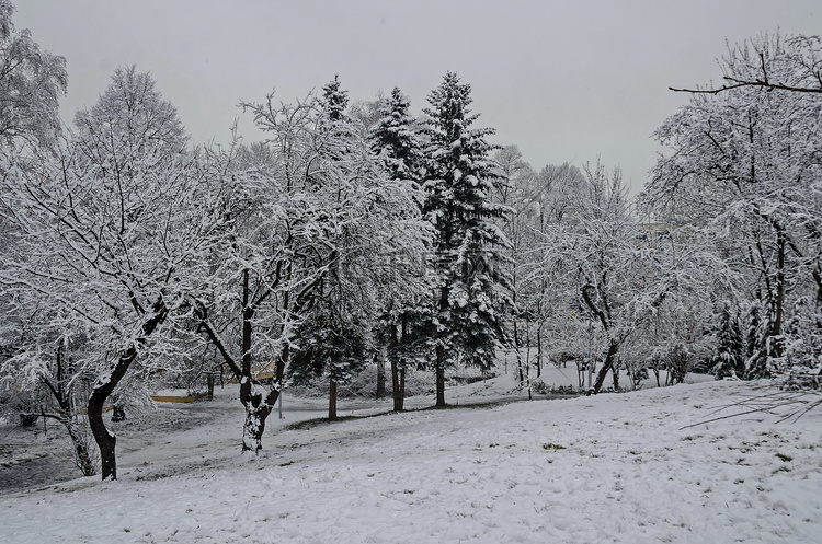 冬天下午晚些时候，班基亚的雪树