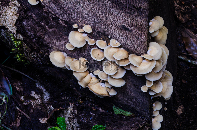 林地树干上的硫磺簇状蘑菇