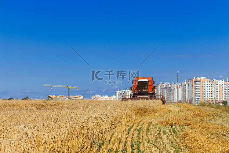 联合收割机在麦田里收割成熟的小