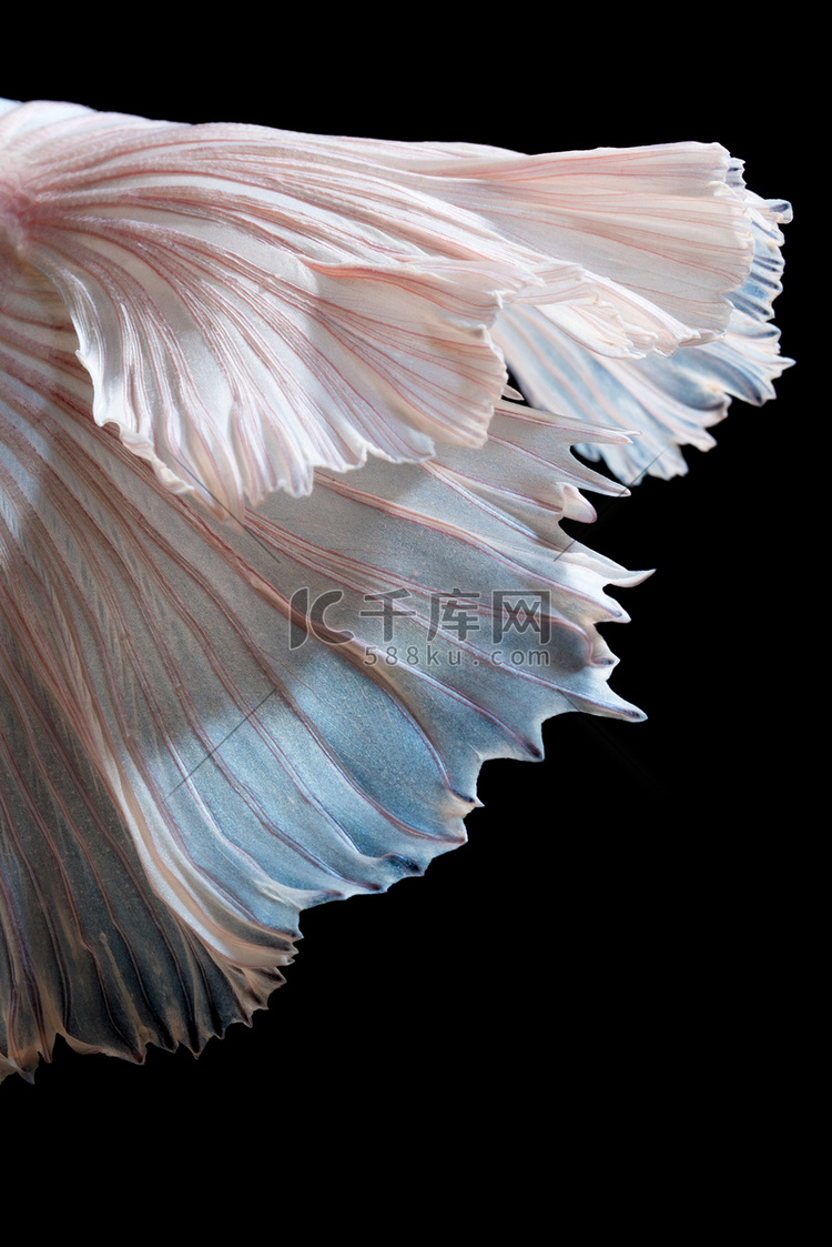 黑色背景下分离的 Betta 