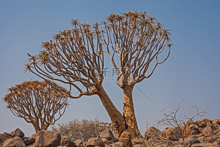 Aloidendron dichotomum，箭袋树。