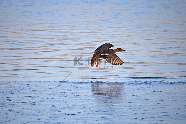 一只野鸭在水面上飞翔