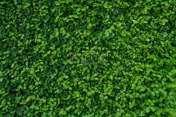 小绿叶在树篱墙纹理背景中。