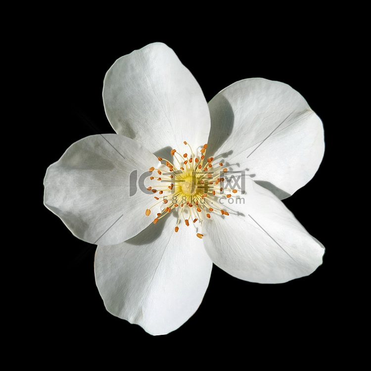 孤立背景上的白玫瑰 agrestis 黑色
