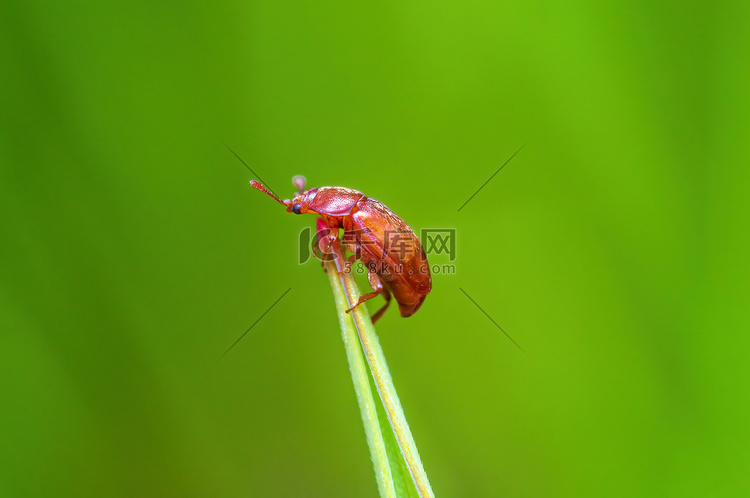 一只棕色的虫子坐在草地上的一根