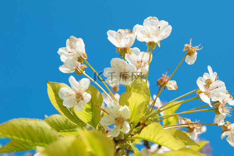白樱桃花