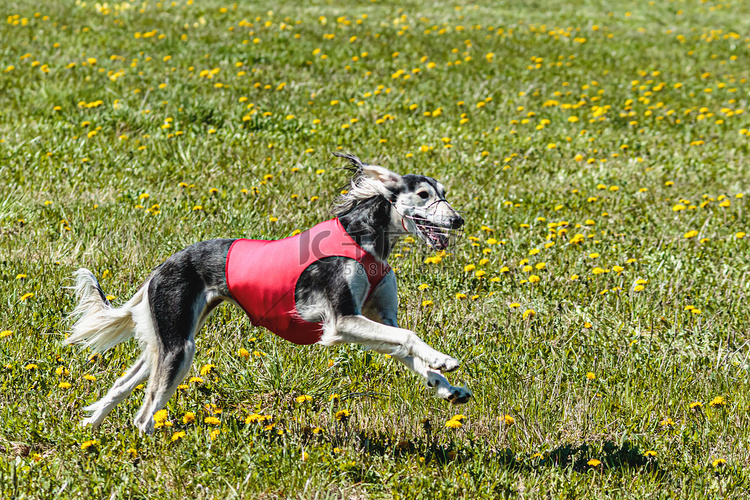 在赛狗比赛中，萨路基狗跑得快，