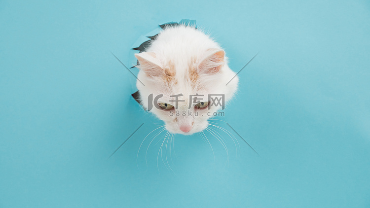 贝拉毛茸茸的猫把头从纸蓝色背景