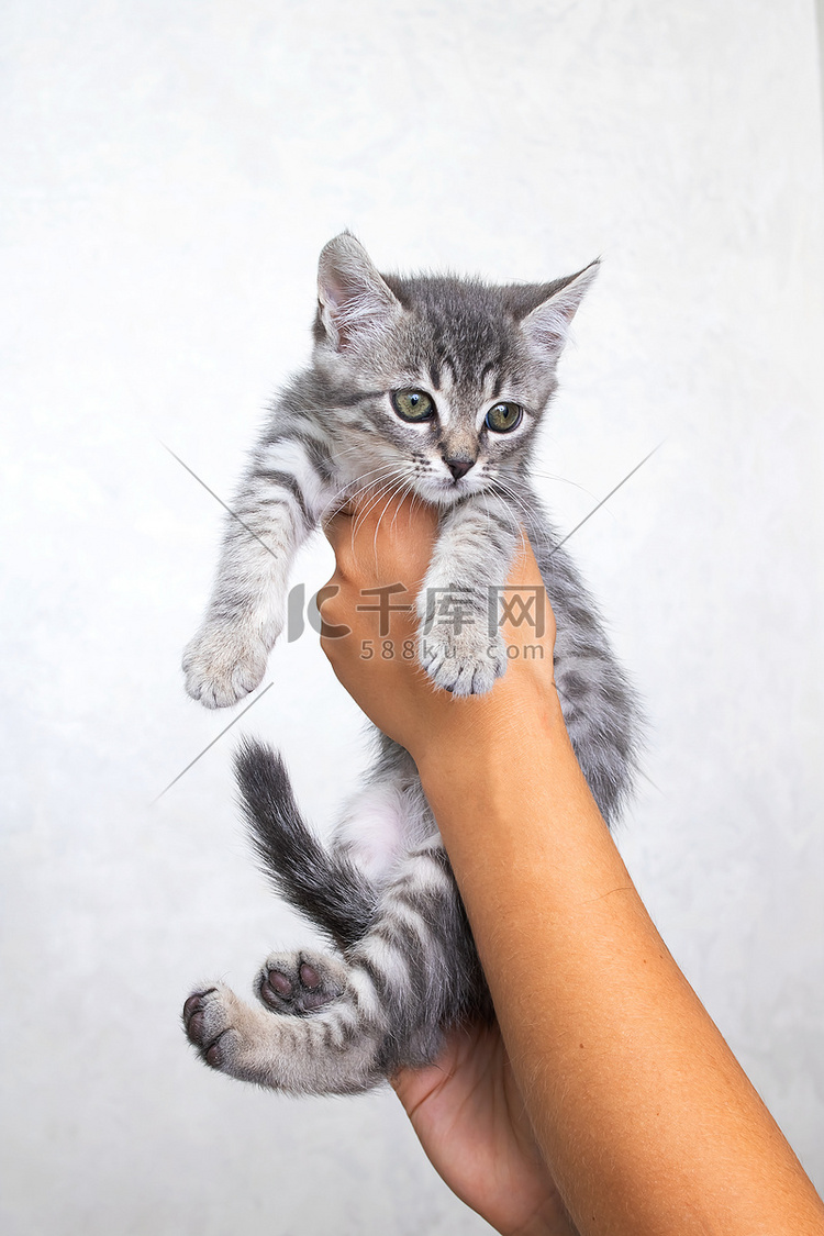 灰色背景中手里的小灰色小猫