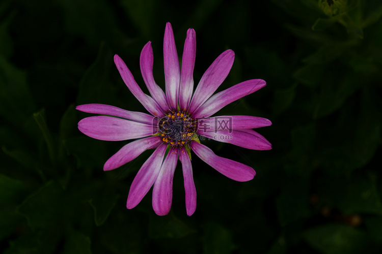 深色背景模糊的紫色雏菊