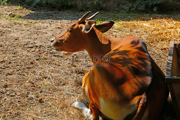 斑腾牛是生活在东南亚的真牛属的