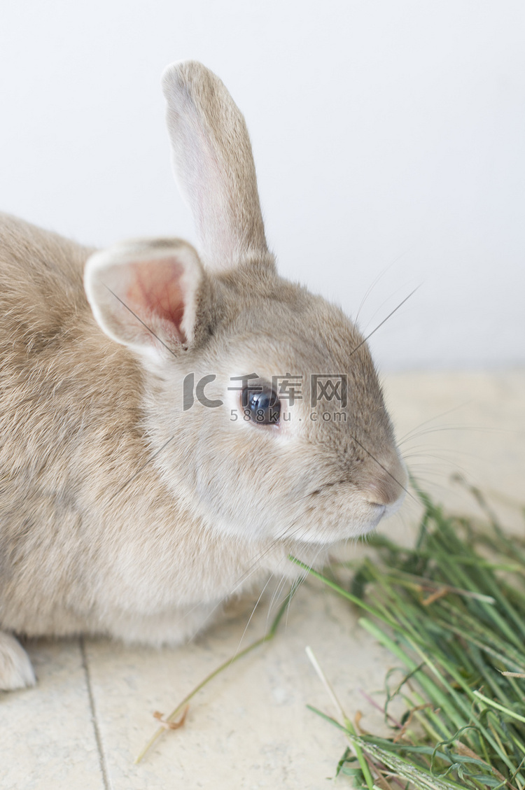 毛茸茸的米色兔子吃草的肖像，宠